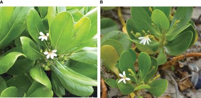 Minimal impacts of invasive Scaevola taccada on Scaevola plumieri via pollinator competition in Puerto Rico